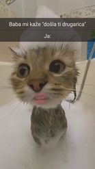Preview for a Spotlight video that uses the Cat Shower Lens