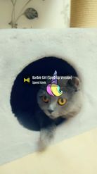 Preview for a Spotlight video that uses the Cat and Unicorn  Lens