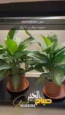 Video by @home_garden3 with original sound