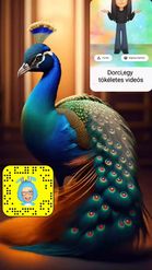 Preview for a Spotlight video that uses the Peacock Lens