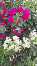 A close-up view of a lush bougainvillea bush showcasing clusters of bright pink and pure white flowers against dark green foliage. The camera remains steady, allowing viewers to appreciate the intricate details and natural beauty of these colorful blooms. by @aded.ksa with original sound
