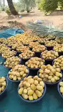 This video provides a close-up look at freshly harvested dates being sorted and displayed in black containers under the sun. The camera pans across the bountiful harvest before moving through a date palm grove, showcasing the lush green trees against a clear blue sky. The natural sounds of rustling leaves and distant voices enhance the authentic farm atmosphere. by @qvalleys with Original Sound by qvalleys