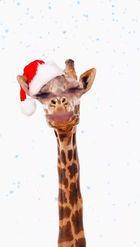 Preview for a Spotlight video that uses the Christmas Giraffe Lens