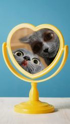 Preview for a Spotlight video that uses the Cats in Mirror Lens