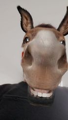 Preview for a Spotlight video that uses the Donkey Lens