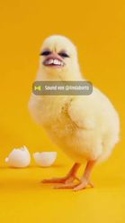 Preview for a Spotlight video that uses the Baby Chicken Lens