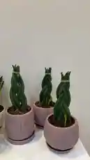 Video by @home_garden3 with original sound