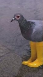 Preview for a Spotlight video that uses the pigeon with boots Lens