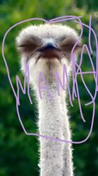 Preview for a Spotlight video that uses the Ostrich Lens