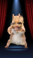 Preview for a Spotlight video that uses the Dancing Squirrel Lens