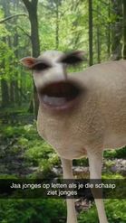 Preview for a Spotlight video that uses the Sheep Lens