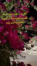 This serene nighttime scene captures vibrant magenta bougainvillea flowers glowing against a dark sky. An elegant Arabic poem is overlaid on the image, creating a peaceful and artistic atmosphere. The composition blends natural beauty with literary grace, offering a moment of tranquility. by @ghs-rhf with original sound