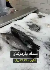 A close-up shot of fresh Barbary sea bream fish displayed on crushed ice in a market setting. A person in a blue shirt and gloves is partially visible, handling the fish. Arabic text overlay indicates the price as 27.99 Riyal per kilo. by @hyperalwafa with original sound