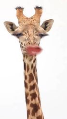 Preview for a Spotlight video that uses the Funny Giraffe 🦒 Lens