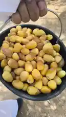 This close-up shot captures a hand holding a basket brimming with golden-yellow dates, freshly gathered from the Al-Qassim region. The natural light highlights their plump texture, offering a glimpse into traditional harvesting practices. by @qvalleys with Original Sound by qvalleys