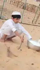 Watch as a young boy, dressed in traditional white attire and a cap, tends to his surroundings in a sandy, rural setting. He is seen carefully handling dry reeds near a metal bowl, suggesting he might be preparing feed or cleaning. In the background, camels graze within a fenced enclosure, painting a serene picture of daily life on a farm. This peaceful scene captures the essence of simple living and animal husbandry. by @hussain.2022a with vlib0 by Original Sound