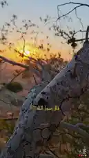 A tranquil sunset scene over a rugged landscape features Arabic text overlaying a prominent tree branch. A narrator recites a hadith, stating that the Prophet Muhammad said Friday is the best day and prayers are presented to him. This peaceful visual serves as a reminder of the spiritual significance of Friday prayers. by @soldere.ledyafa with Original Sound by soldere.ledyafa