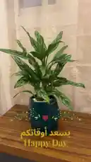 Video by @home_garden3 with original sound