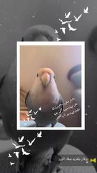 Preview for a Spotlight video that uses the Lovely Birds Lens