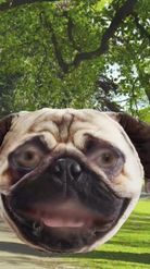 Preview for a Spotlight video that uses the Pug at park Lens