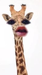 Preview for a Spotlight video that uses the Funny Giraffe 🦒 Lens