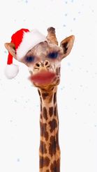 Preview for a Spotlight video that uses the Christmas Giraffe Lens