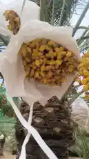 This video provides an intimate, ground-level view of date palm cultivation in the Al-Qassim region. It opens with a stunning close-up of a cluster of golden-yellow dates, carefully protected by a white mesh bag to ensure quality and prevent damage. The camera then pans across a sun-drenched grove, revealing numerous date palms in various stages of growth, their trunks wrapped in traditional protective material. The scene captures the essence of a thriving agricultural landscape, showcasing the meticulous care involved in growing this iconic fruit. by @qvalleys with Original Sound by qvalleys