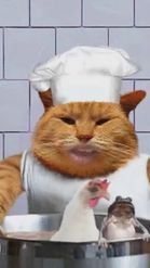 Preview for a Spotlight video that uses the Cat Cooking Lens
