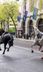 Four in hospital after horses bolt through London