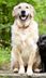 'I'm a dog trainer and I'd never have this breed in my...