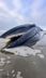 A beached fin whale in Oregon offers a rare...