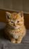 Cat In China Sets House On Fire After...