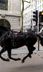 King’s Horses Run Amok in London, Escaping...