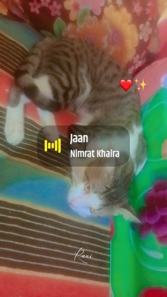 cat lover 🐈🐈😻😻 - ShareChat