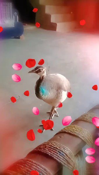 ❤️Love You ज़िंदगी ❤️ - ShareChat