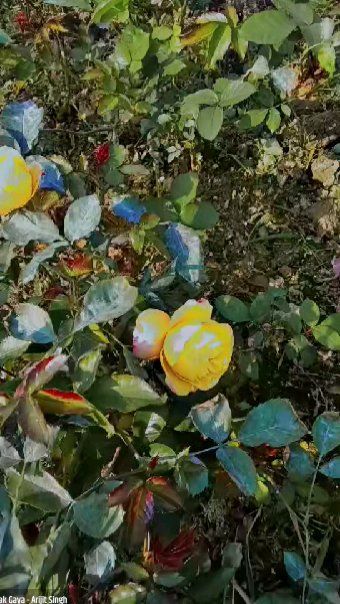 ❤️Love You ज़िंदगी ❤️ - ShareChat