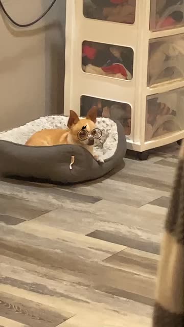 Preview for a Spotlight video that uses the harry potter pets Lens