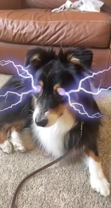 Preview for a Spotlight video that uses the Lightning cats Lens