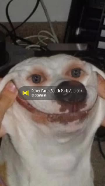 dog smiles