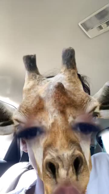 Preview for a Spotlight video that uses the Giraffe Face Lens