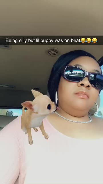 Preview for a Spotlight video that uses the Chihuahua Friend Lens
