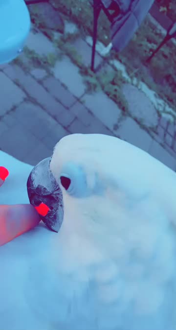 Preview for a Spotlight video that uses the SOFT ZONE Lens