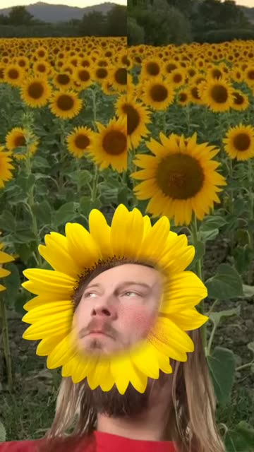Preview for a Spotlight video that uses the sunflower head Lens