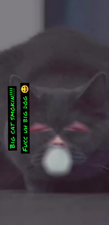 Preview for a Spotlight video that uses the Funny Сat Lens
