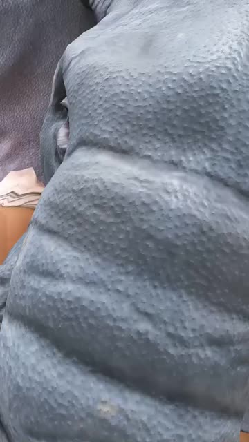 Preview for a Spotlight video that uses the Body Elephant Lens