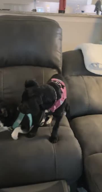 Preview for a Spotlight video that uses the POSH PETS Lens
