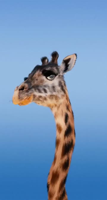 Preview for a Spotlight video that uses the Cute Giraffe  Lens