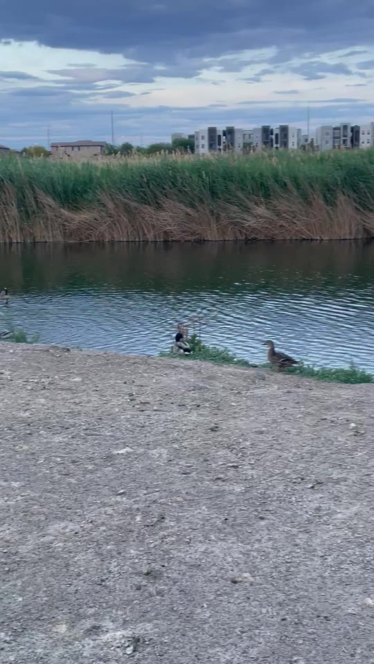 izbiiii