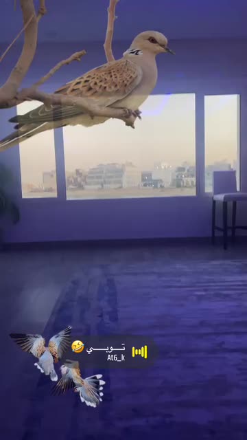 Preview for a Spotlight video that uses the dove Lens