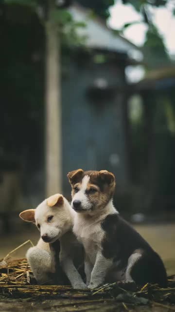 Preview for a Spotlight video that uses the Puppies Lens